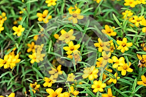 Yellow spanish needle flowers