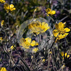 Yellow spearwort flowers