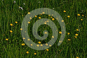 Yellow spearwort flowers in a field