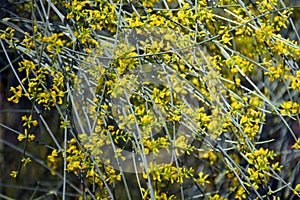 Yellow sphaerocarpa broom