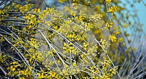 Yellow sphaerocarpa broom photo