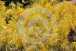 Yellow sphaerocarpa broom