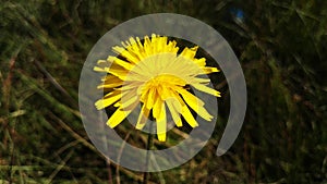 Yellow spheric flower in spring, flor amarilla esfÃÂ©rica en primavera, Spain photo