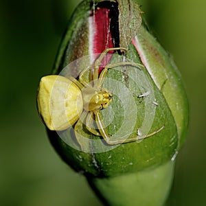 Yellow spider