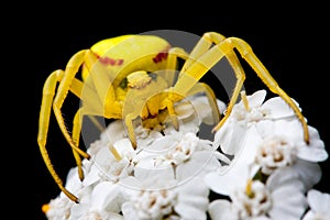 Yellow spider