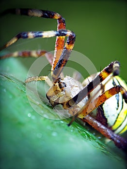 Yellow spider (Argiope bruennichi)