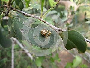 Yellow spider with brown patterns on a leaf in Swaziland
