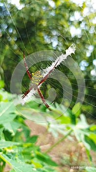 Yellow spider called argiope appensa