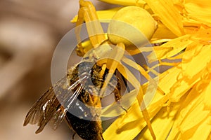 The yellow spider grabbed the bee