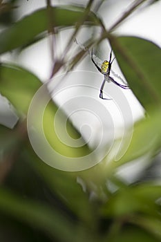 Yellow spider among the green leaves in the morning