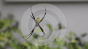 a yellow spider on the island of Java