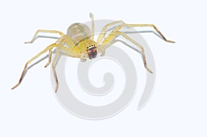 Yellow spider isolated