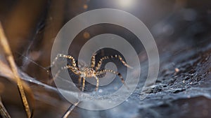 yellow spider on its web macrophotography. slim and elegant arachnid but dreadful predator for insects stuck on its trap