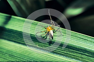 Yellow spider on the leaf. legged insects with thorns