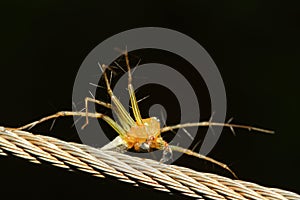 the yellow spider on orange background