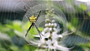 Yellow Spider, order Araneae are air-breathing arthropods