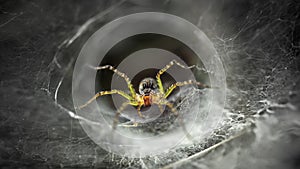 yellow spider protecting its web, macro photography of this fragile and gracious arachnid, but dreadful predator 