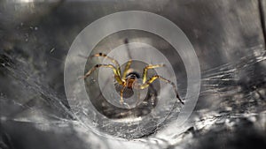 yellow spider protecting its web, macro photography of this fragile and gracious insect, but dreadful predator