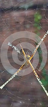 Yellow spider