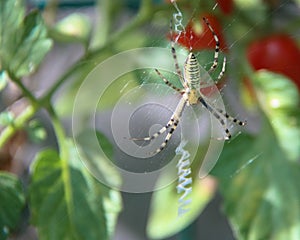 A yellow spider on a tomato plant