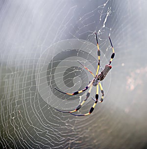Yellow Spider on Web