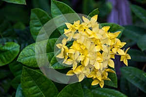 Yellow spike flower or Ixora coccinea