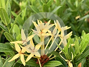 Yellow spike flowers in the morning