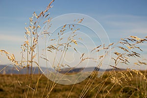 Yellow spikelets foreground with unfocused mountains background. Field landscape. Reeds against blue sky.