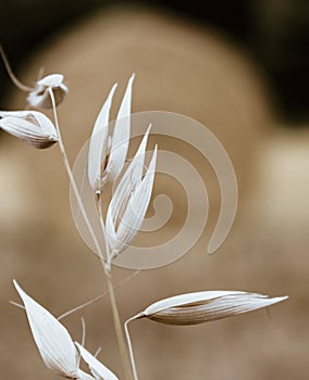 Yellow spikes macroview.