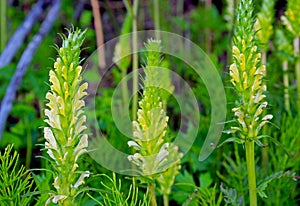 Yellow spikes of towering Lousewort, Pedicularis Procera photo