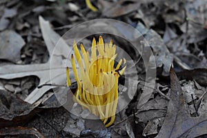 Yellow Spindle-Shaped Coral Mushrooms in Forest photo
