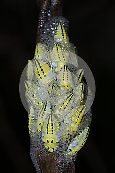 Yellow Spitting bug nest in a tree