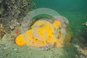 Yellow sponge being cleaned by sea cucumber