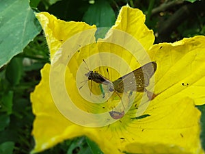 Yellow Sponge Gourd Flower Resting On Brown Butterfly With Insects.
