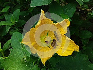 Yellow Sponge Gourd Flower Resting On Brown Butterfly With Insects.