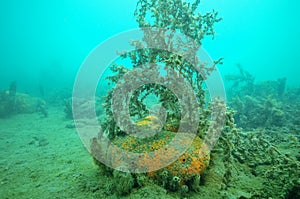 Yellow sponge under sea weeds