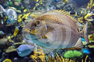 Yellow Spot rabbitfish Siganus guttatus - tropical sea fish
