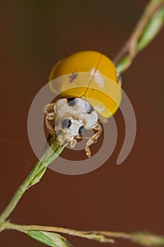 Yellow, spotless ladybird