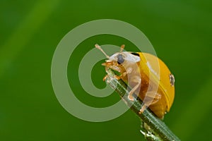 Yellow, spotless ladybird