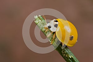 Yellow spotless ladybird photo