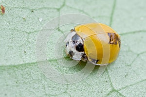 Yellow spotless ladybird photo