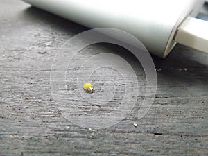 Yellow spotless ladybird