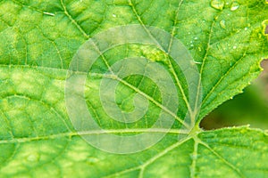 yellow spots on the leaves of the plant - an indicator of depleted and depleted soil, the plant needs mineral feeding