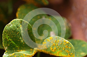 The yellow spots from oxalis rust, a fungus, on an oxalis plant