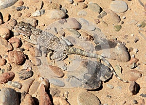 Yellow spotted agama in Qatar