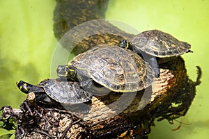 Yellow-spotted Amazon river turtle Podocnemis unifilis