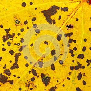 Yellow spotted autumn leaf texture