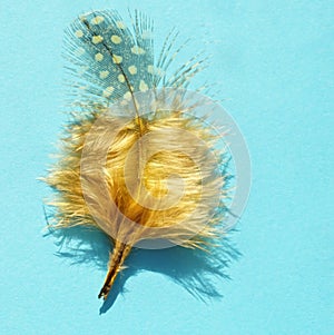 Yellow spotted bird feather on a sunny blue table