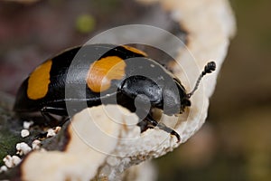 Yellow spotted black fungus beetle