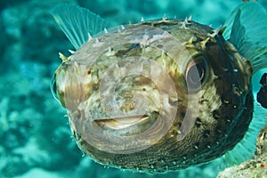 Yellow spotted burrfish